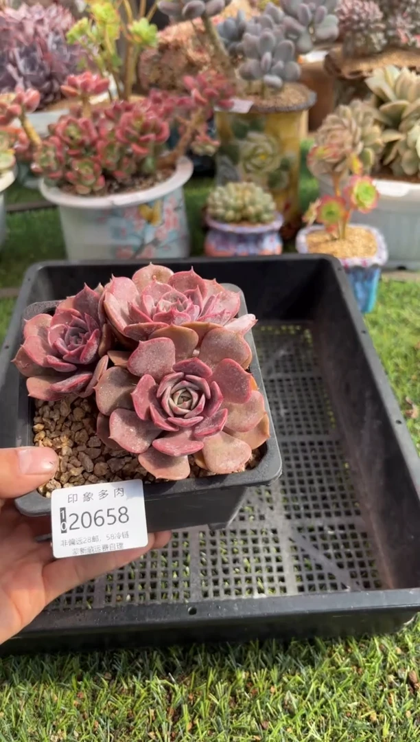 【闪购商品】20658