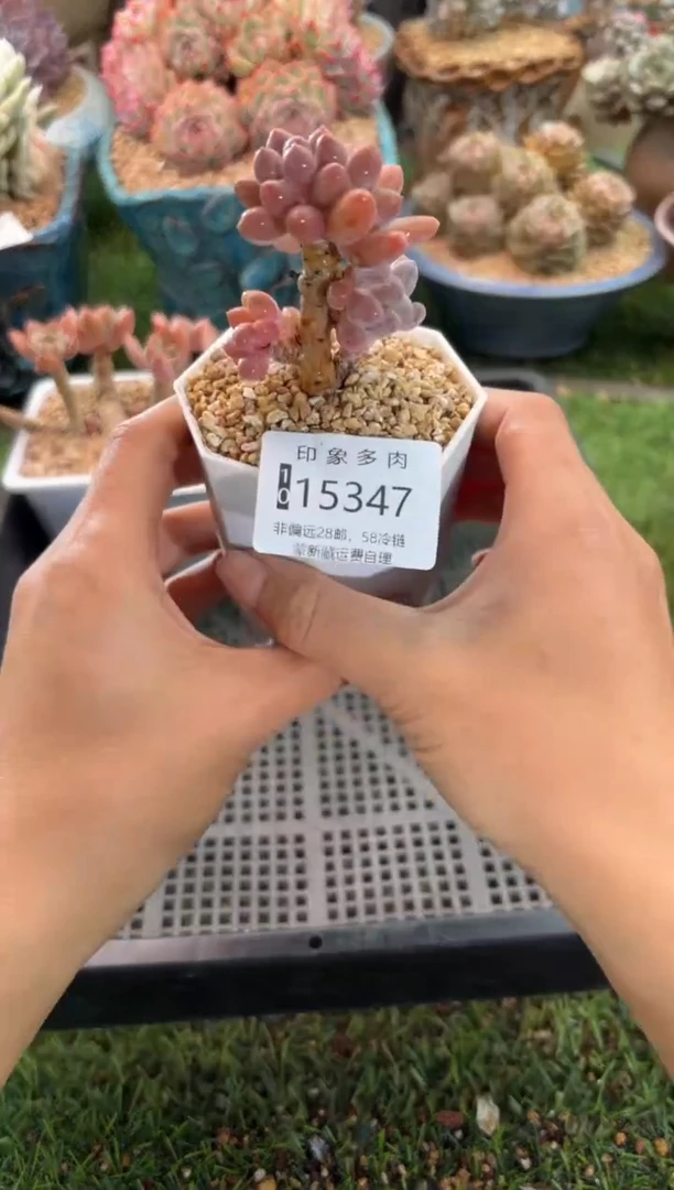 【闪购商品】15347