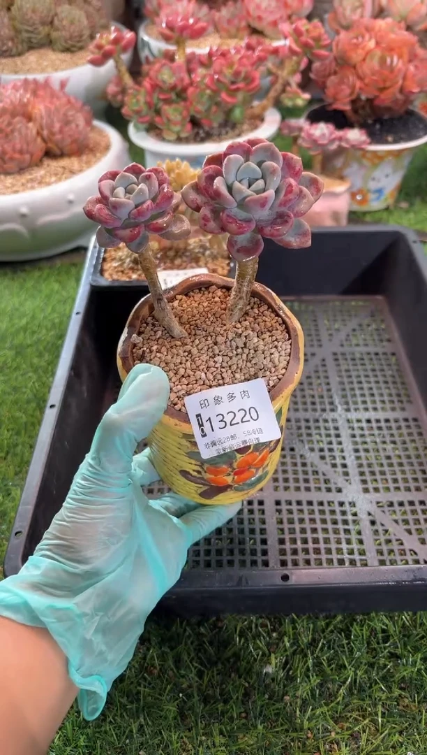 【闪购商品】13220