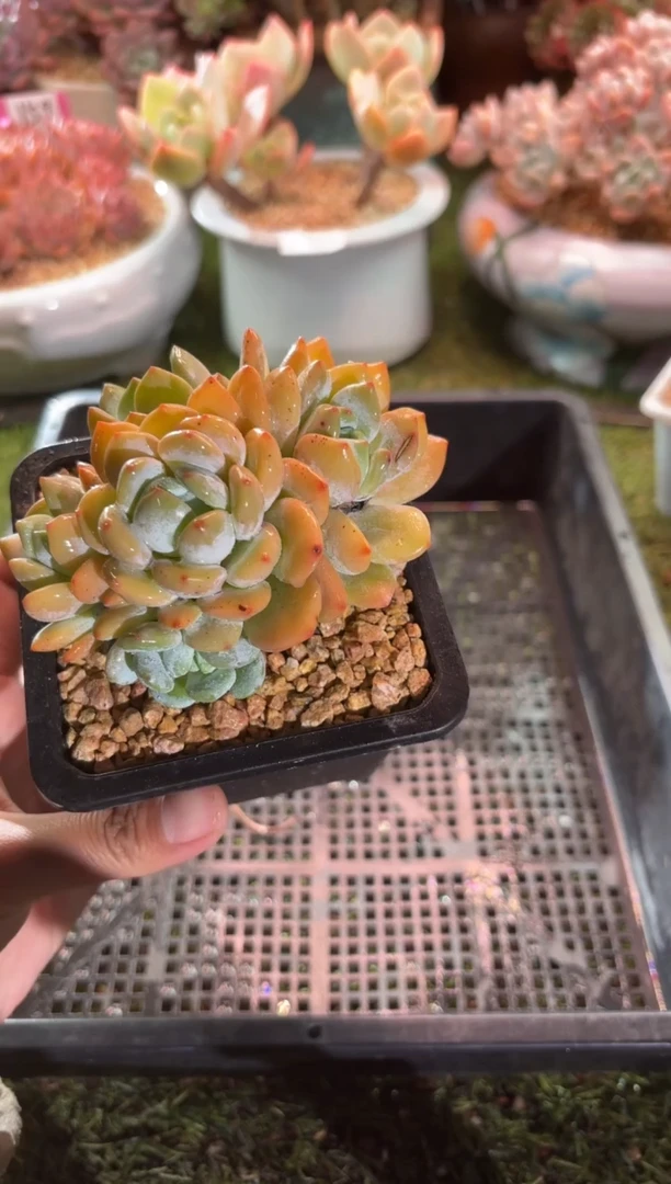 【闪购商品】22758