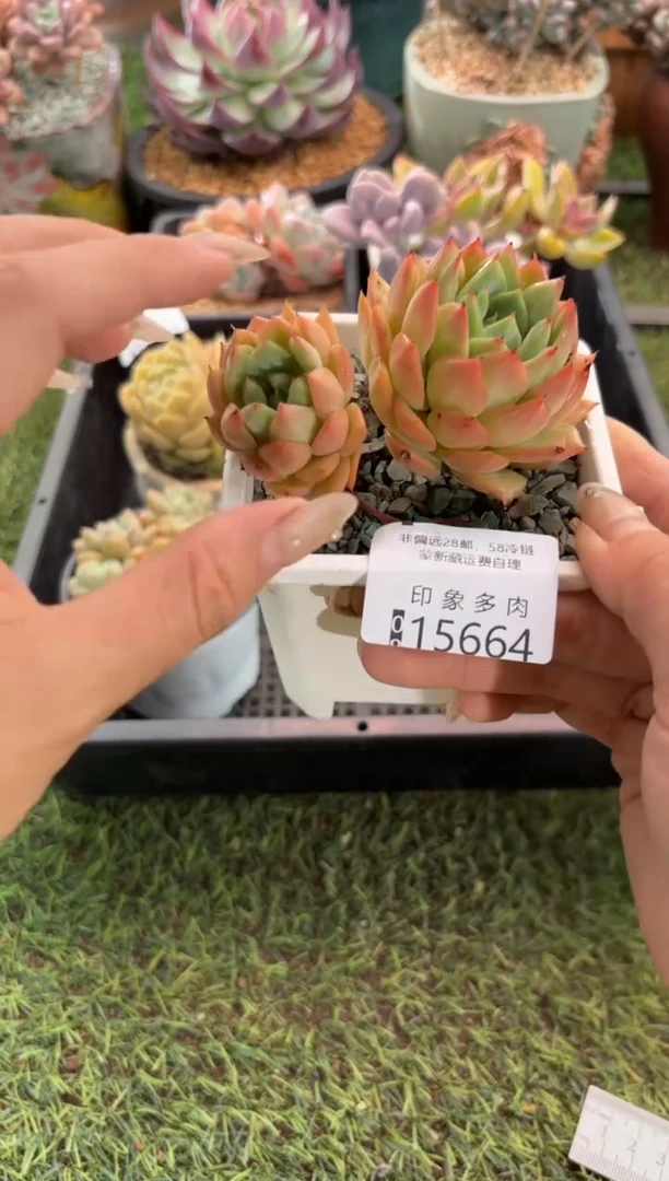【闪购商品】15664