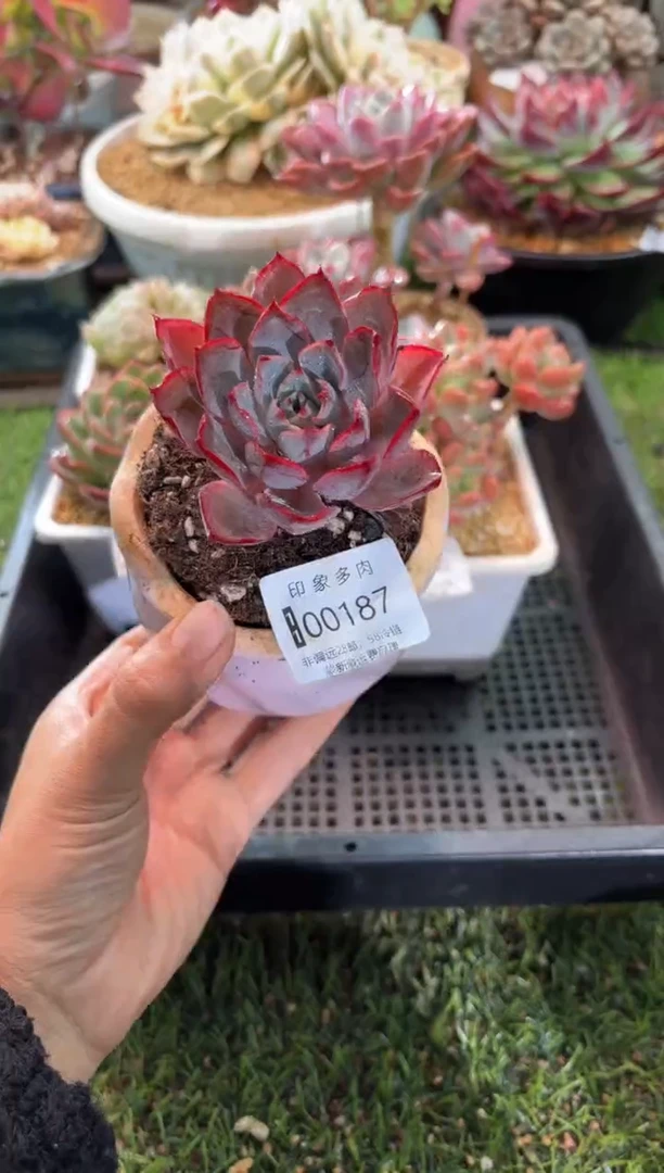 【闪购商品】00187