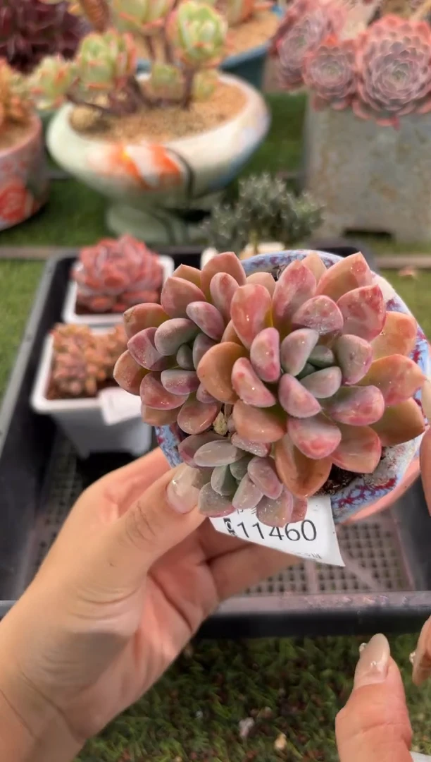 【闪购商品】11460