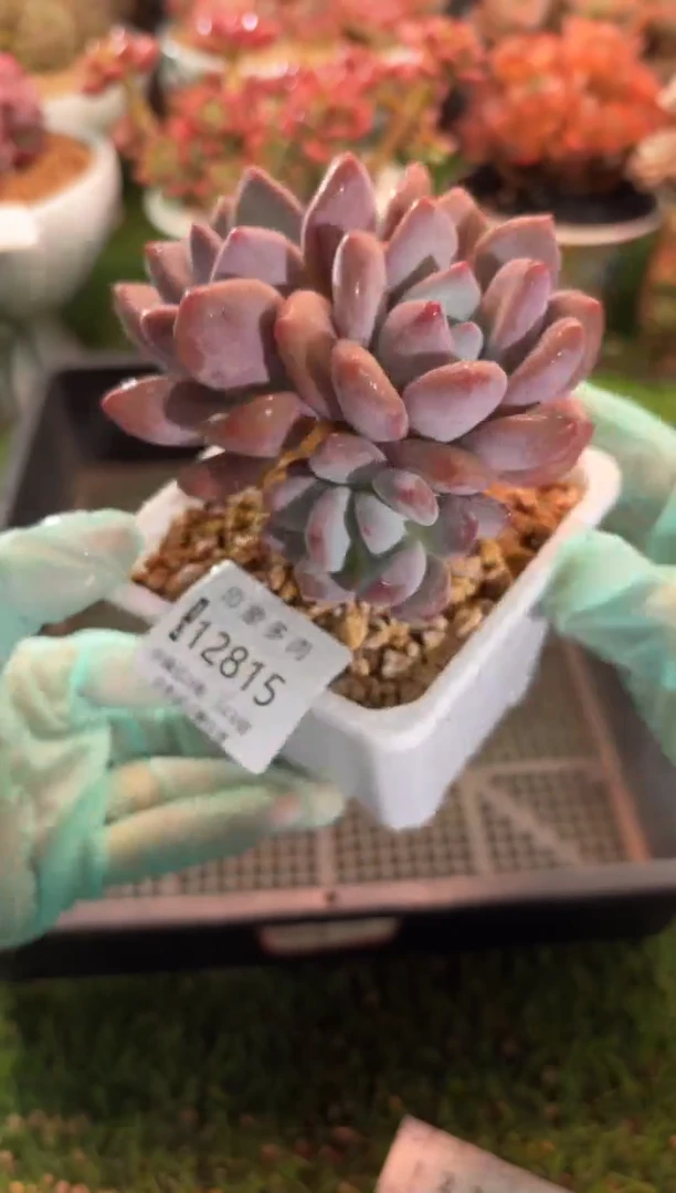 【闪购商品】12815