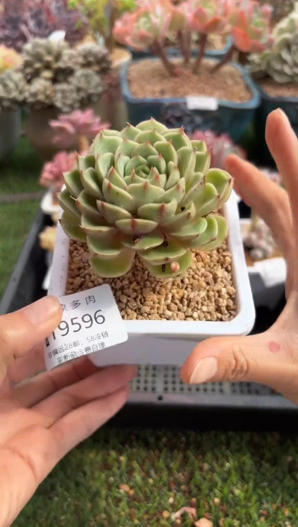 【闪购商品】19596