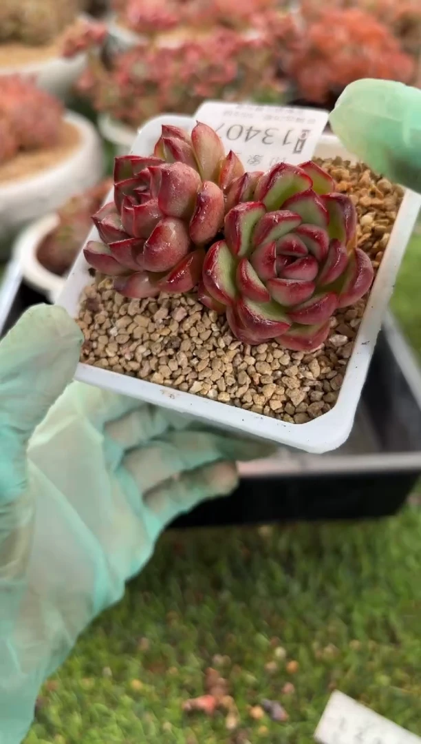 【闪购商品】13407