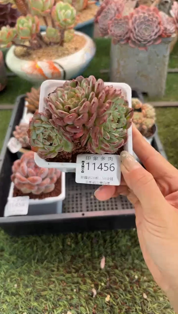 【闪购商品】11456