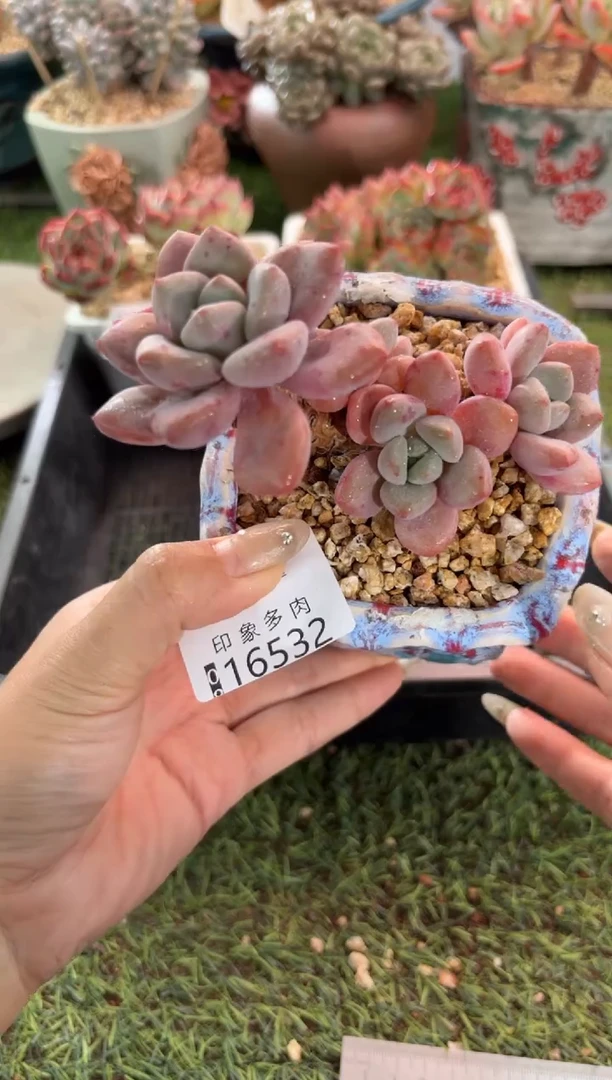 【闪购商品】16532