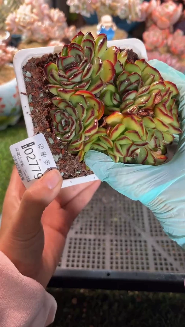 【闪购商品】02779