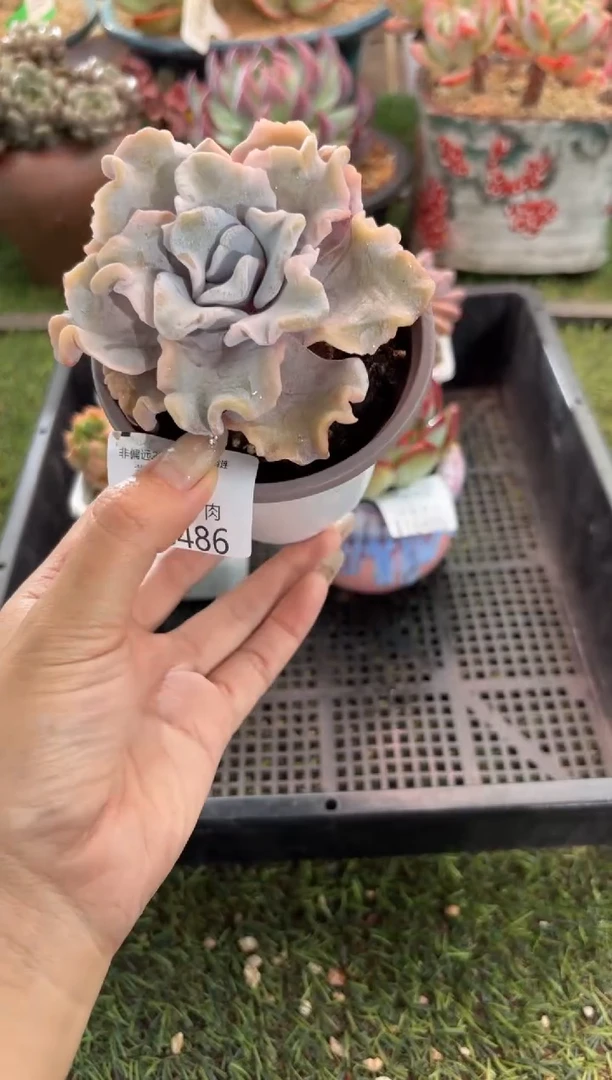 【闪购商品】16486