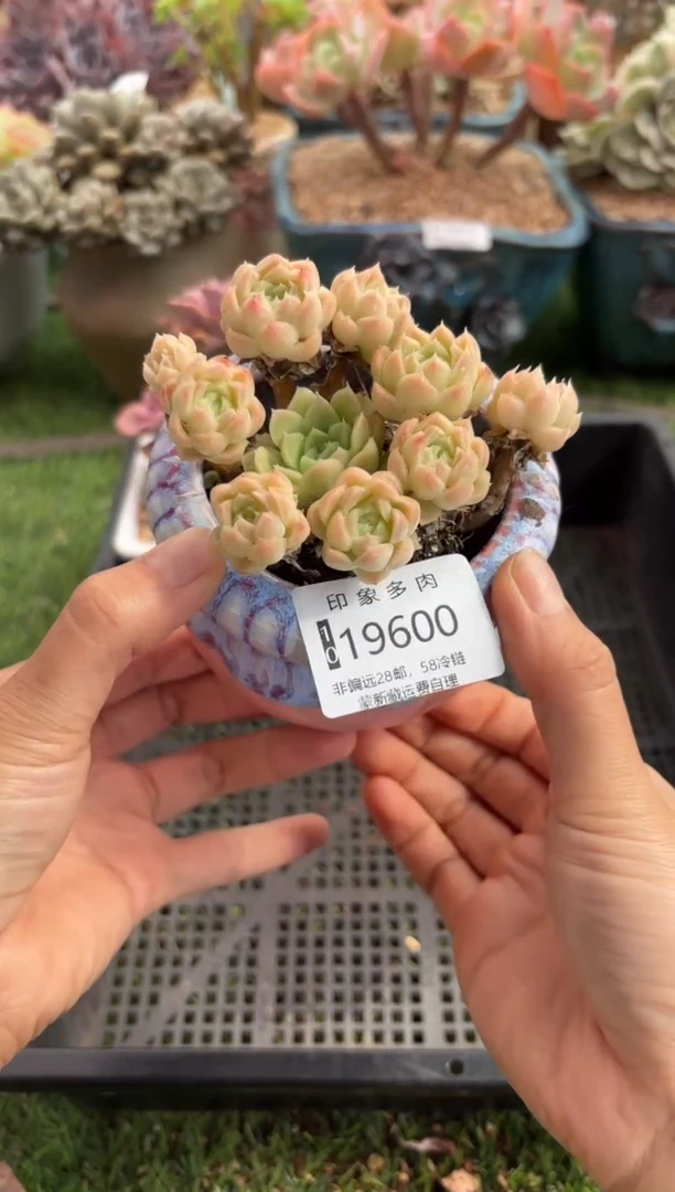 【闪购商品】19600