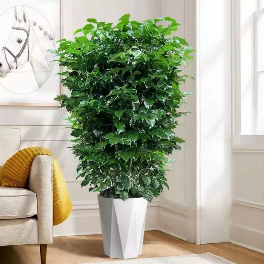 盆栽绿植花卉园艺