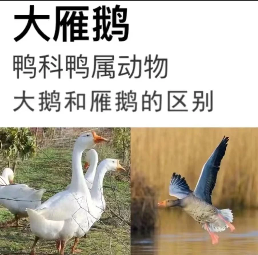 【买一送一】农家散养大鹅雁鹅活鹅现杀 冷链发货