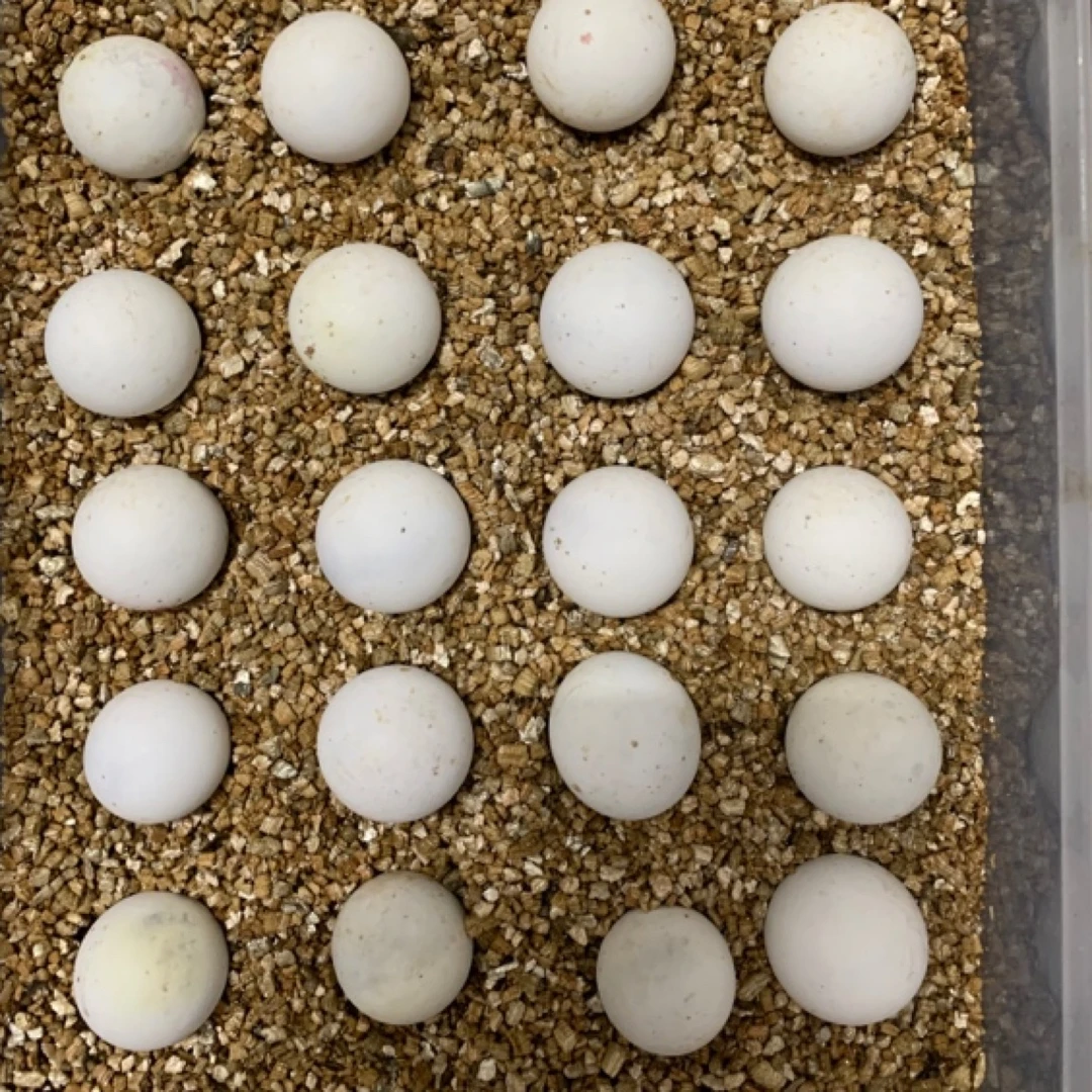 【直播间挑选链接】观赏龟宠物龟龟蛋直播间开蛋