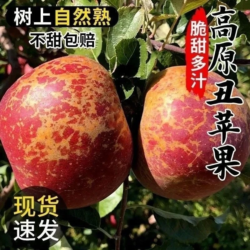 【坏果包赔】四川大凉山丑苹果头茬果