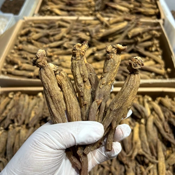 20枝下山货货陈年老红参