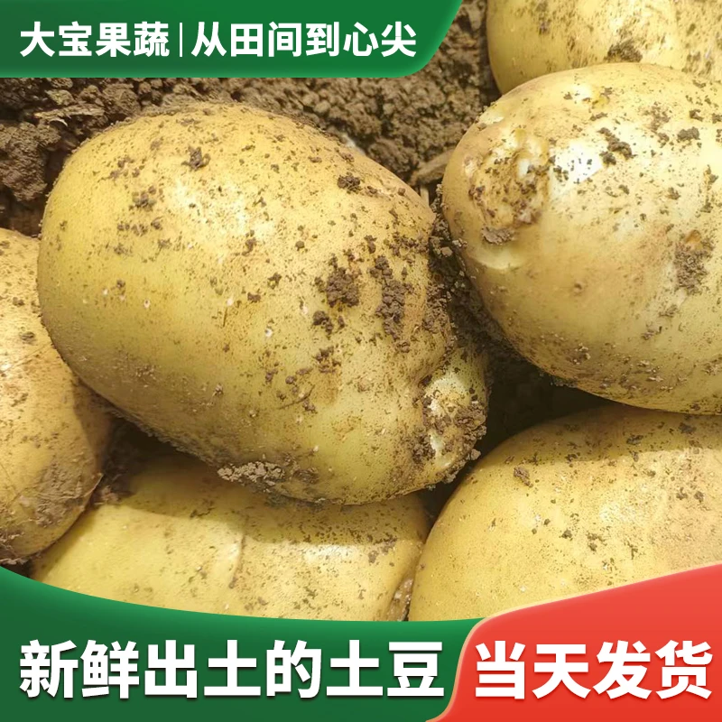 【精品】2024年新鲜马铃薯农家自种新鲜现挖皮薄美味清脆原生态土豆