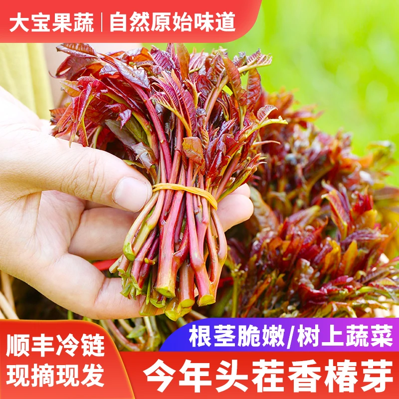 2024年陕西头茬新鲜香椿嫩芽野生香椿露天红油香椿芽蔬菜2/3/4斤