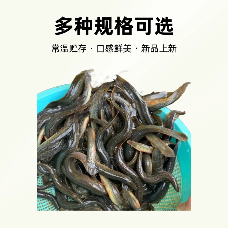 （只发江浙沪）苏北纯野圆、青泥鳅