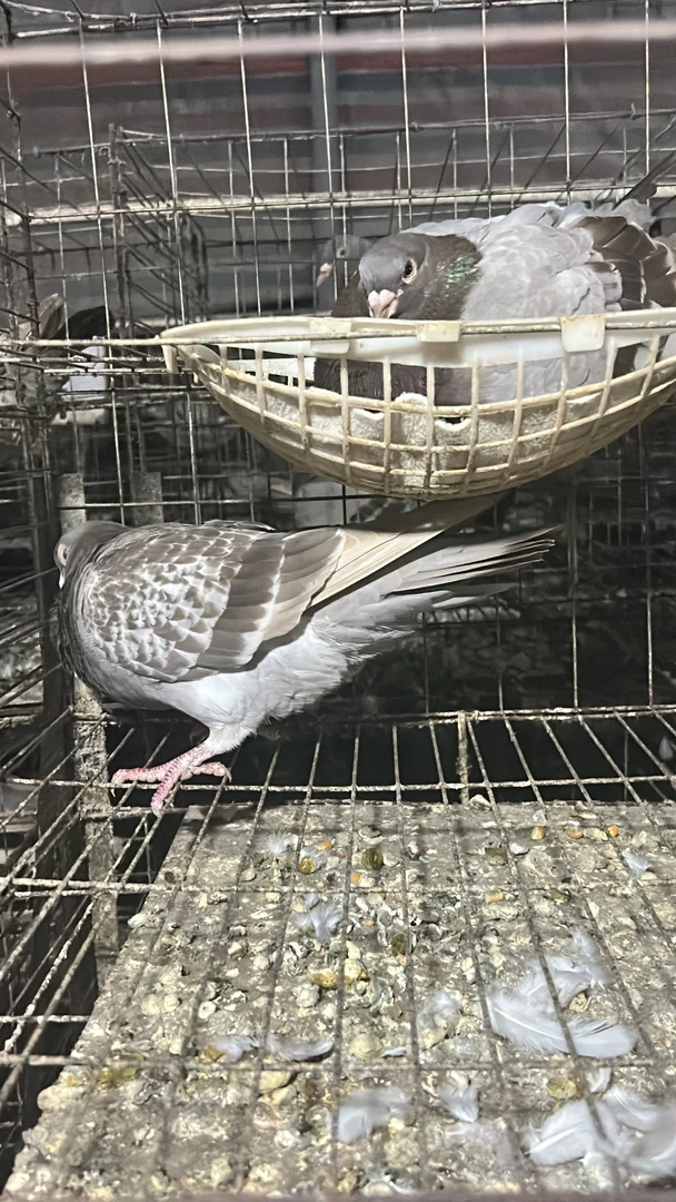 繁殖青年包活送秘籍养鸽