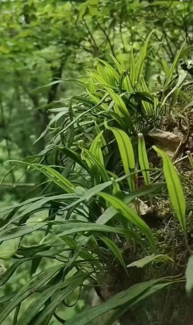 【小莉推荐】长白山【嗷嗷嘚】深山小草 黄金草净重50克