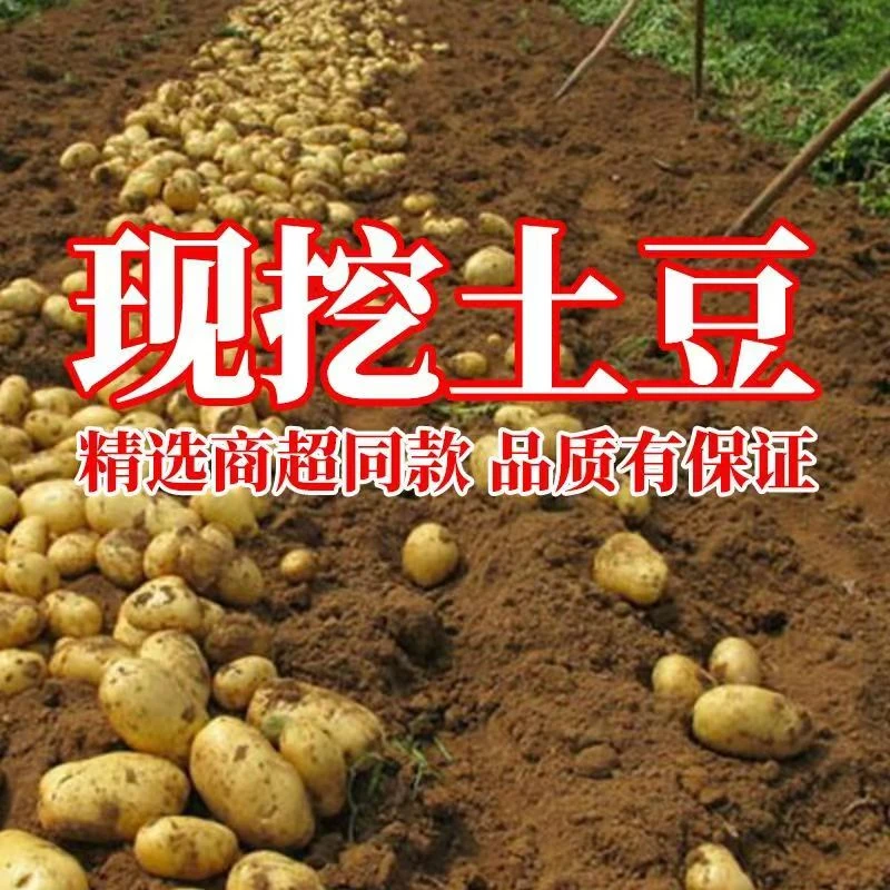 正宗陕北新鲜现挖土豆洋芋马铃薯优选黄心土豆