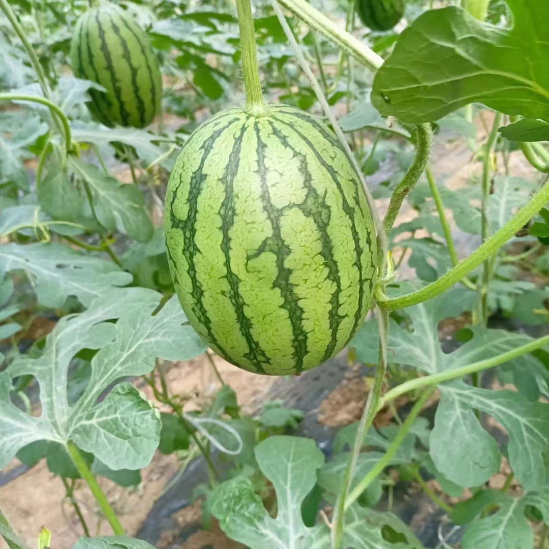 超级梦想小西瓜 小吊瓜 自然成熟 无农药99.9元 4个装12-15斤