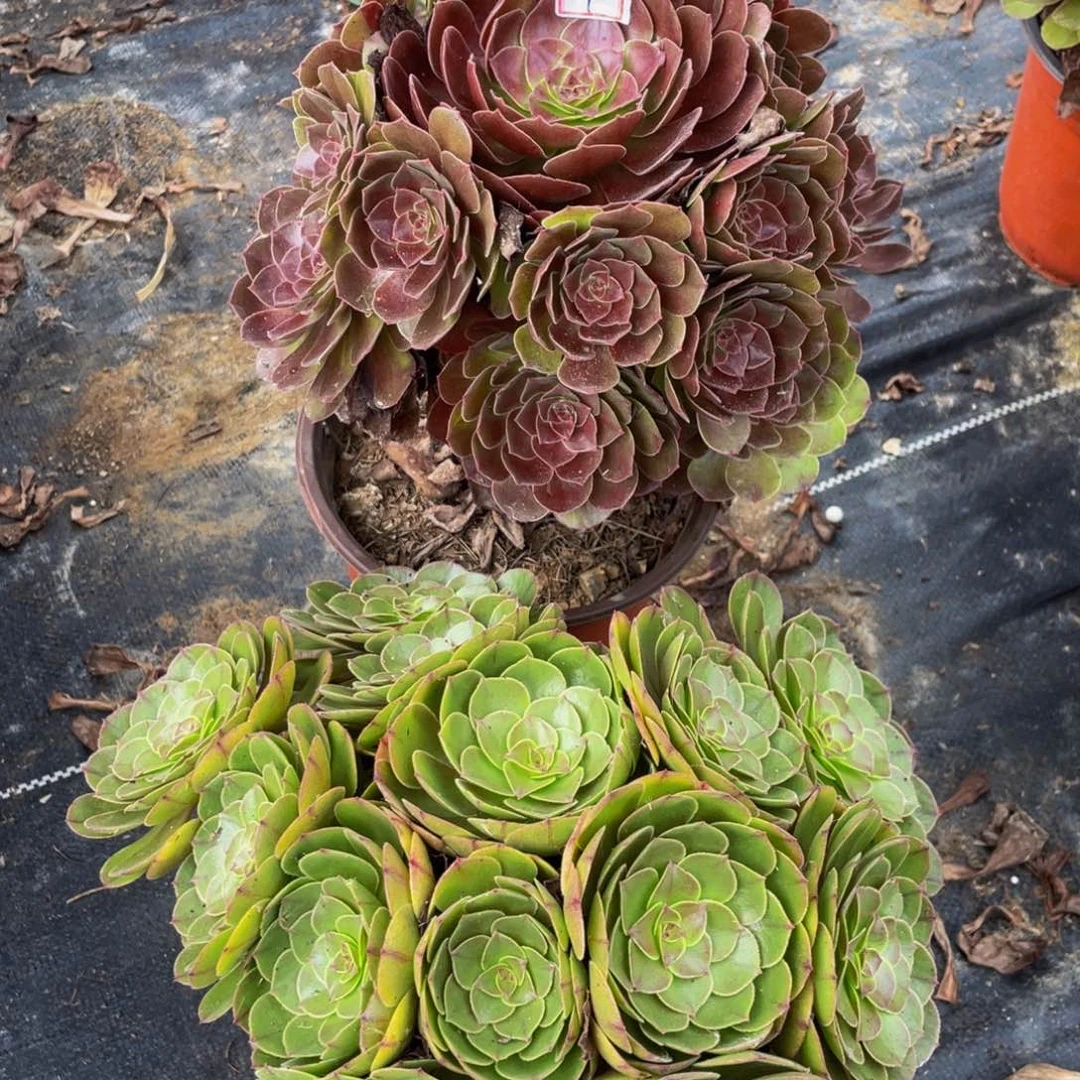 1鲜花老桩一对不包断枝