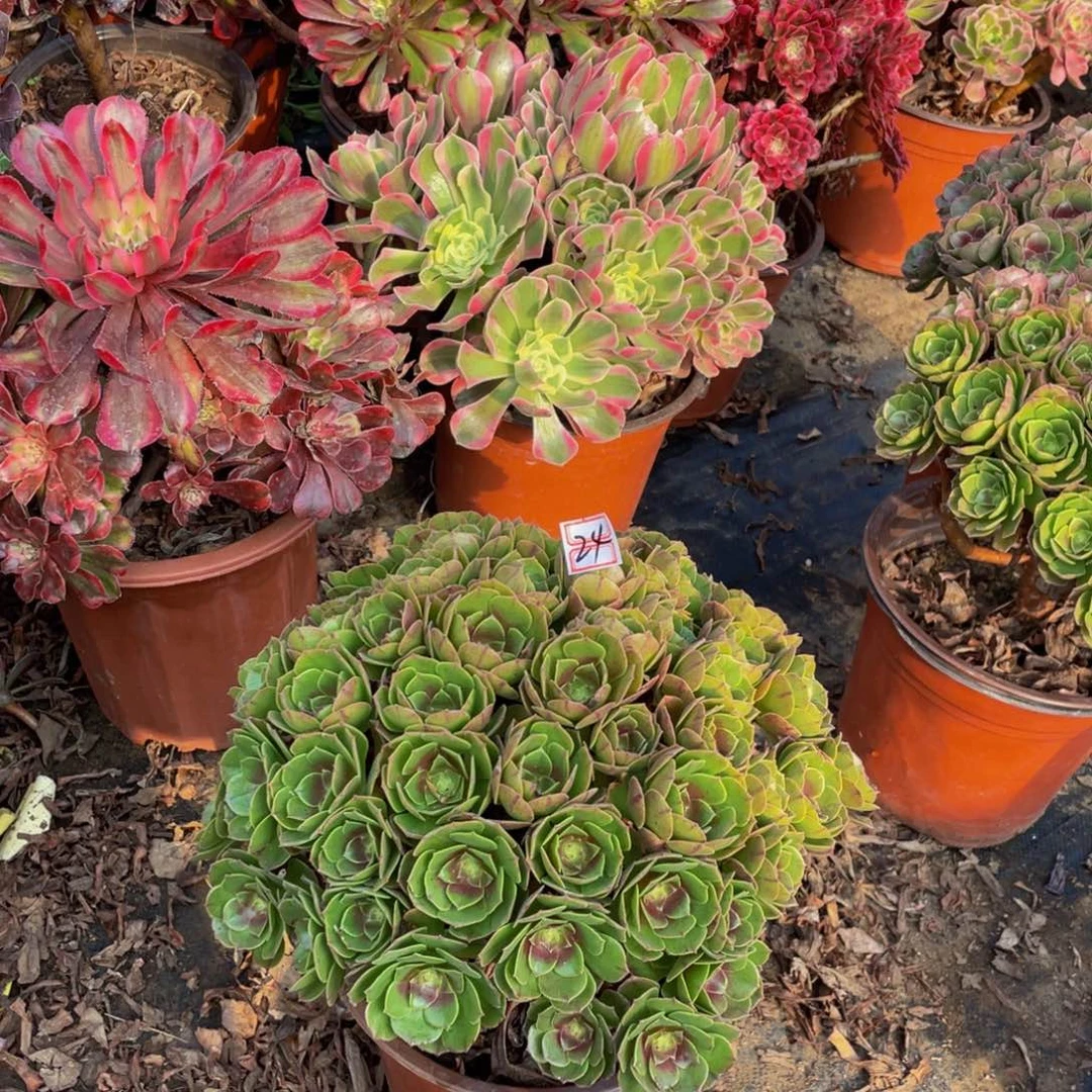 24鲜花老桩万圣节