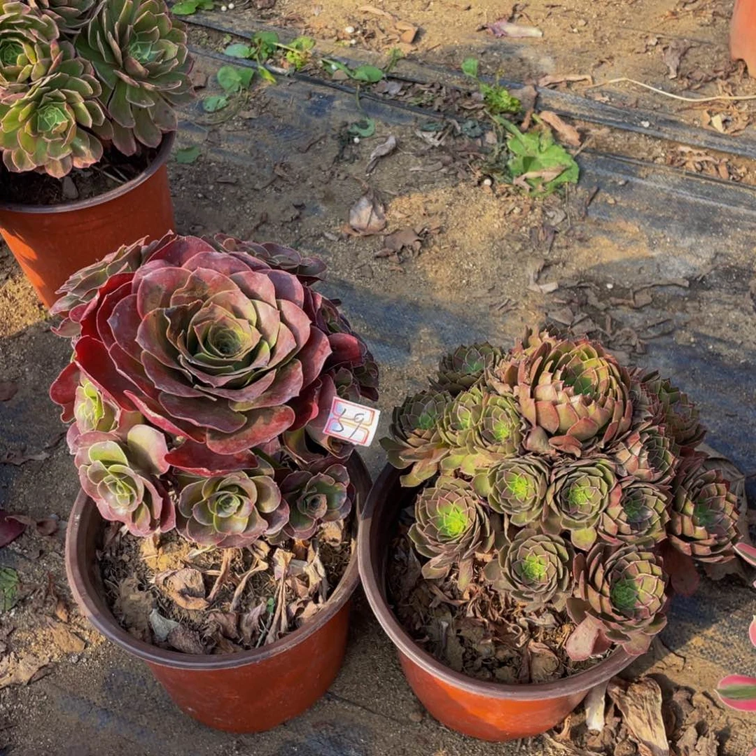 59鲜花老桩一对不包断枝