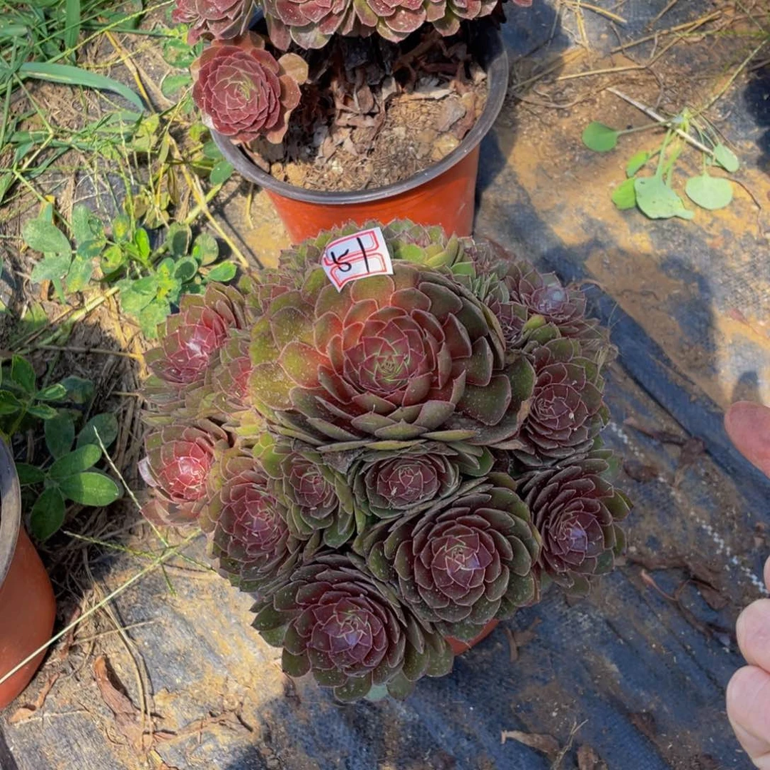 51鲜花老桩红黁鲜花