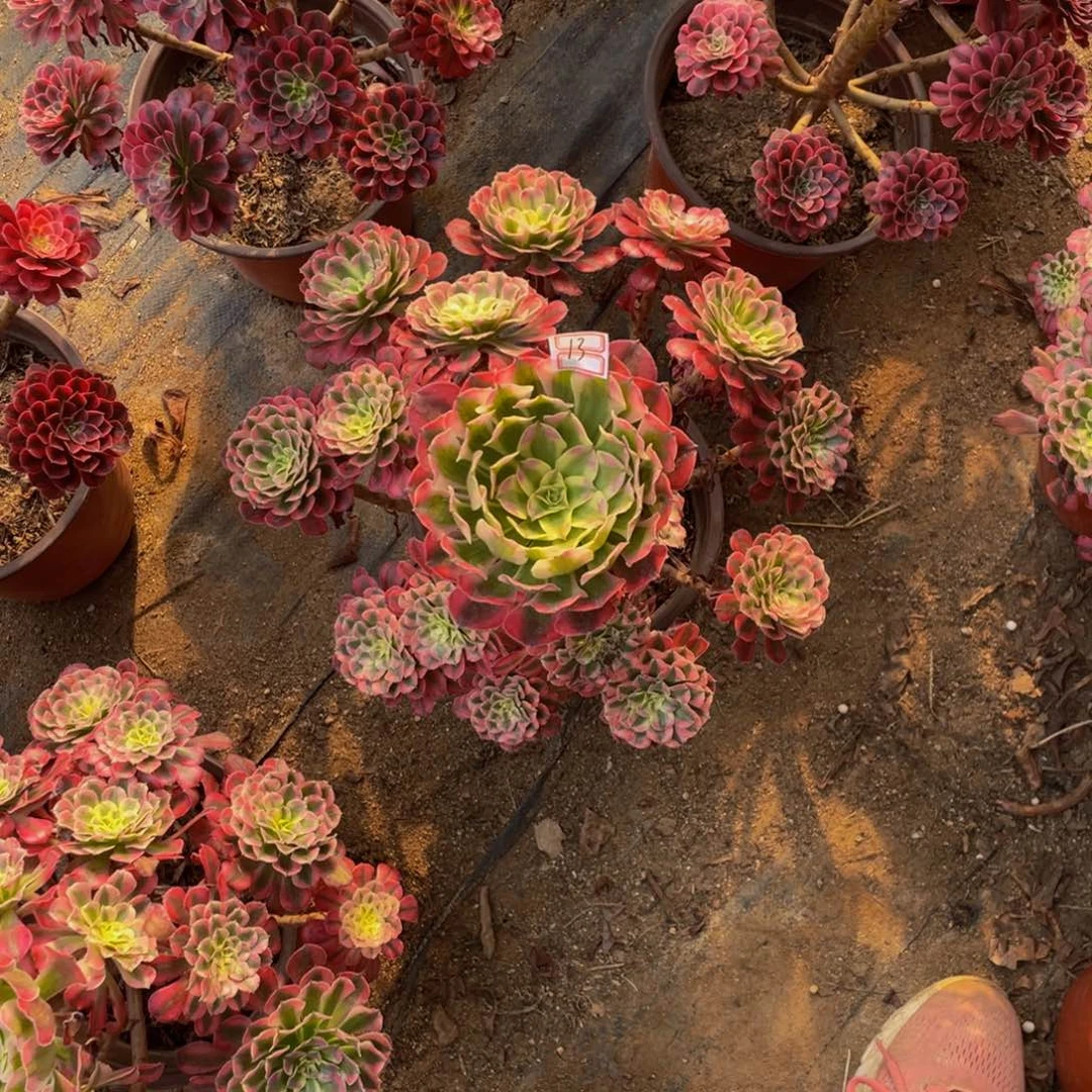 红铜锦13鲜花老桩不包侧枝