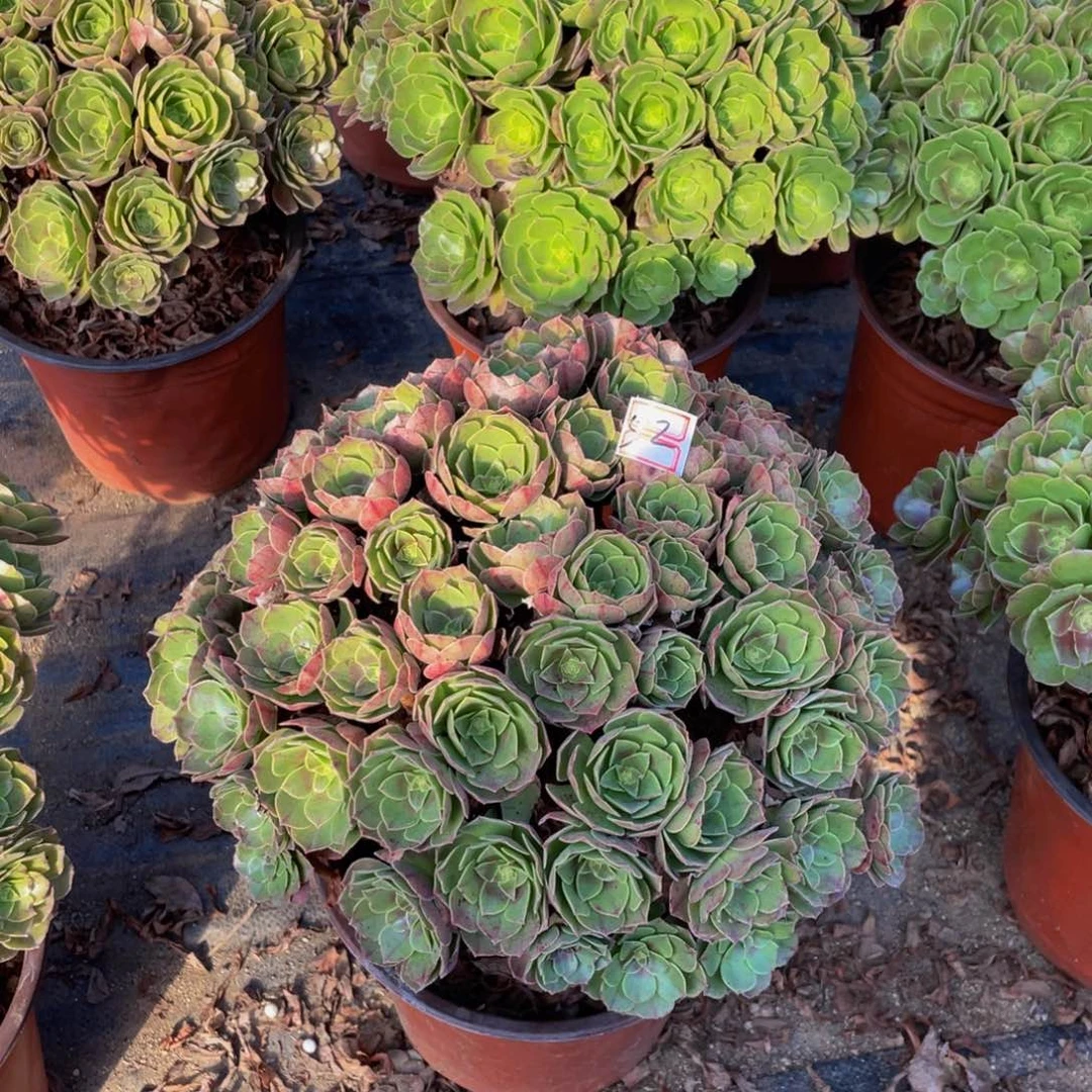 52鲜花老桩万圣节老桩