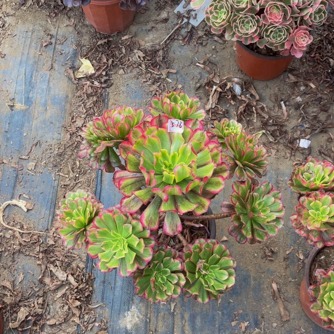 晴****料578鲜花老桩蓝狐鲜花