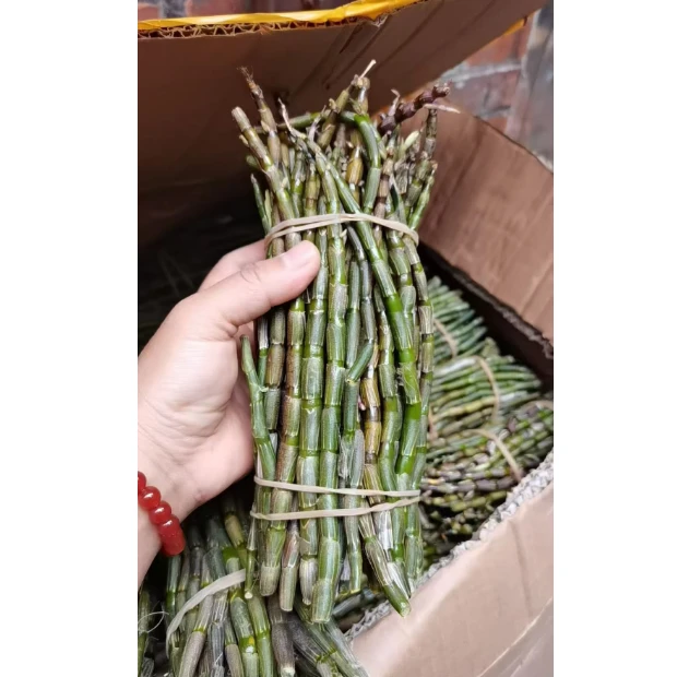新鲜铁皮石斛鲜条