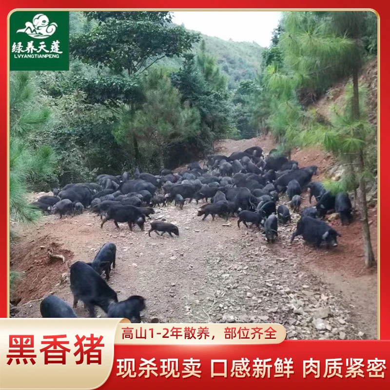 二、（直播间称重改价）高山原生态散养藏香猪