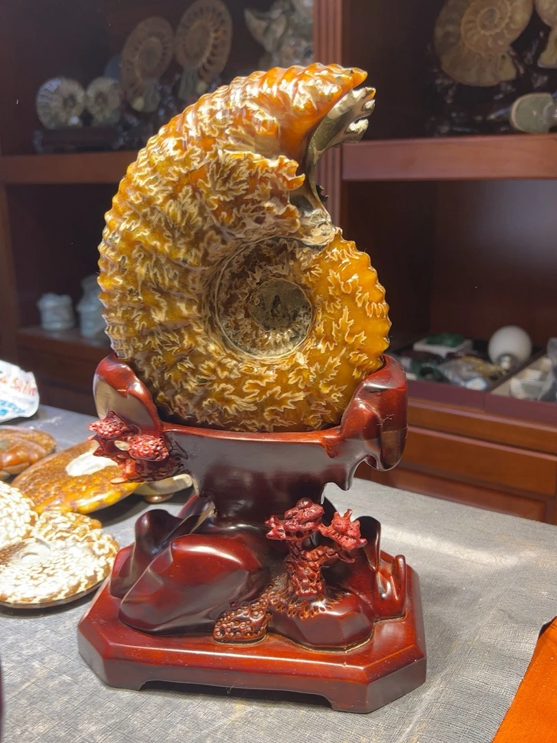 精品海螺摆件，吊坠，手把件