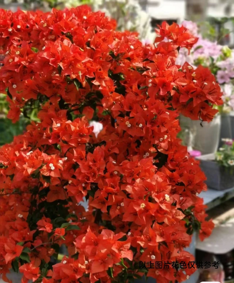 08【1苗8.8米.热火桑巴】三角梅四季开花颗爬藤阳台庭院勤花不带花