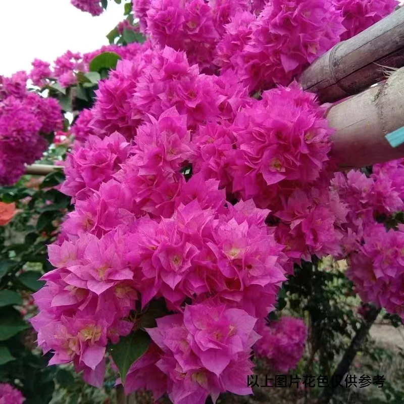 08【8.8米.重瓣粉】三角梅四季开花颗爬藤阳台庭院好养勤花不带花