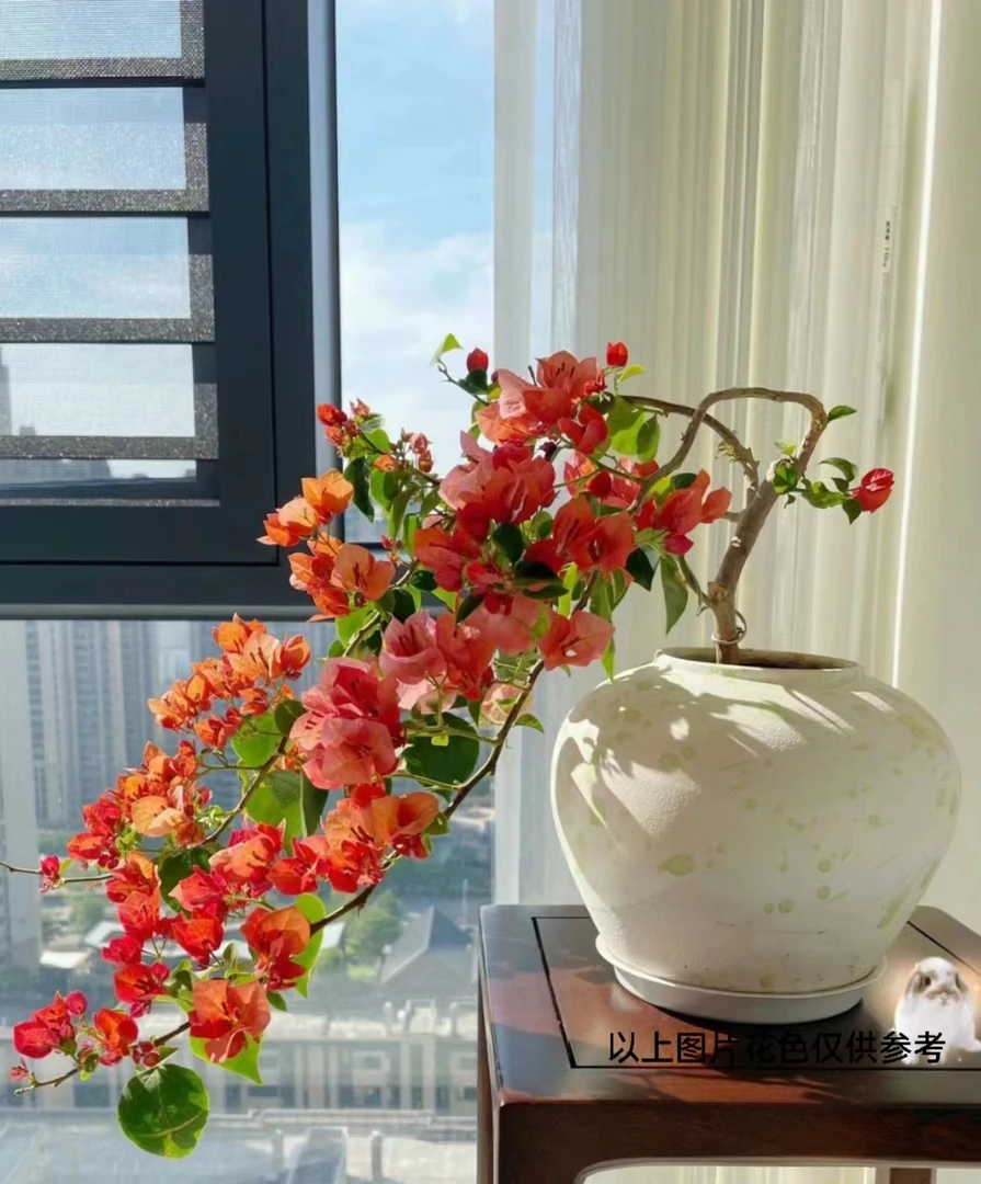 0【1苗9.9米.不甜西瓜】三角梅四季开花颗爬藤阳台庭院勤花不带花