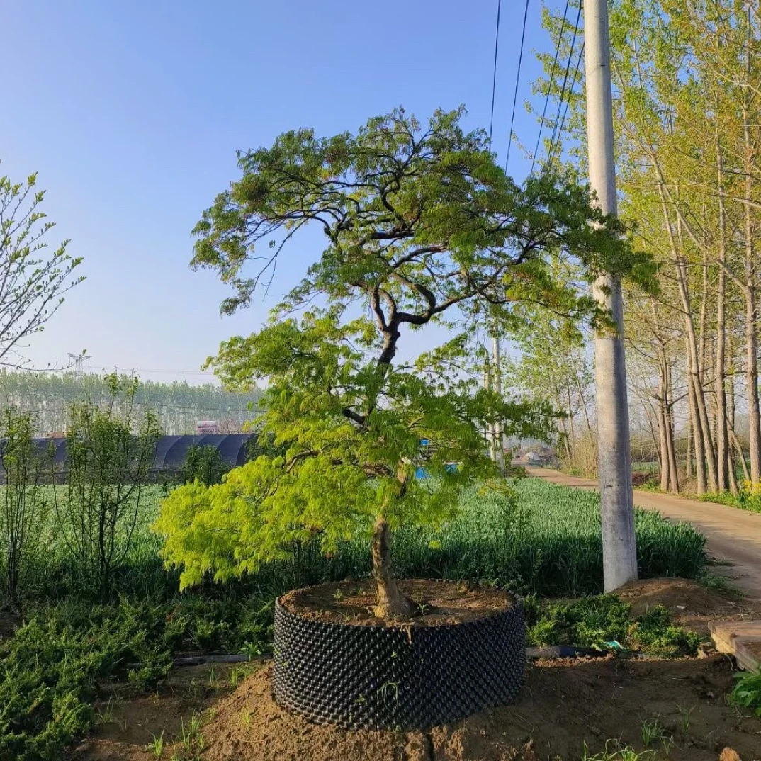 庭院造景树 枫树 三季红 红舞姬 原生外山羽毛枫