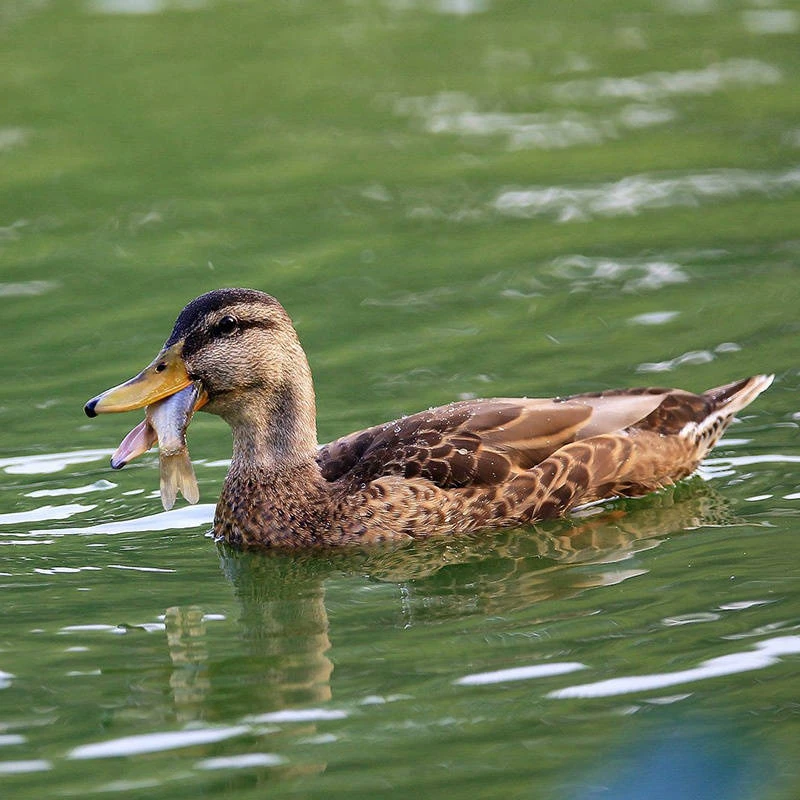 麻鸭肉质紧实味道鲜美不腥不柴包邮