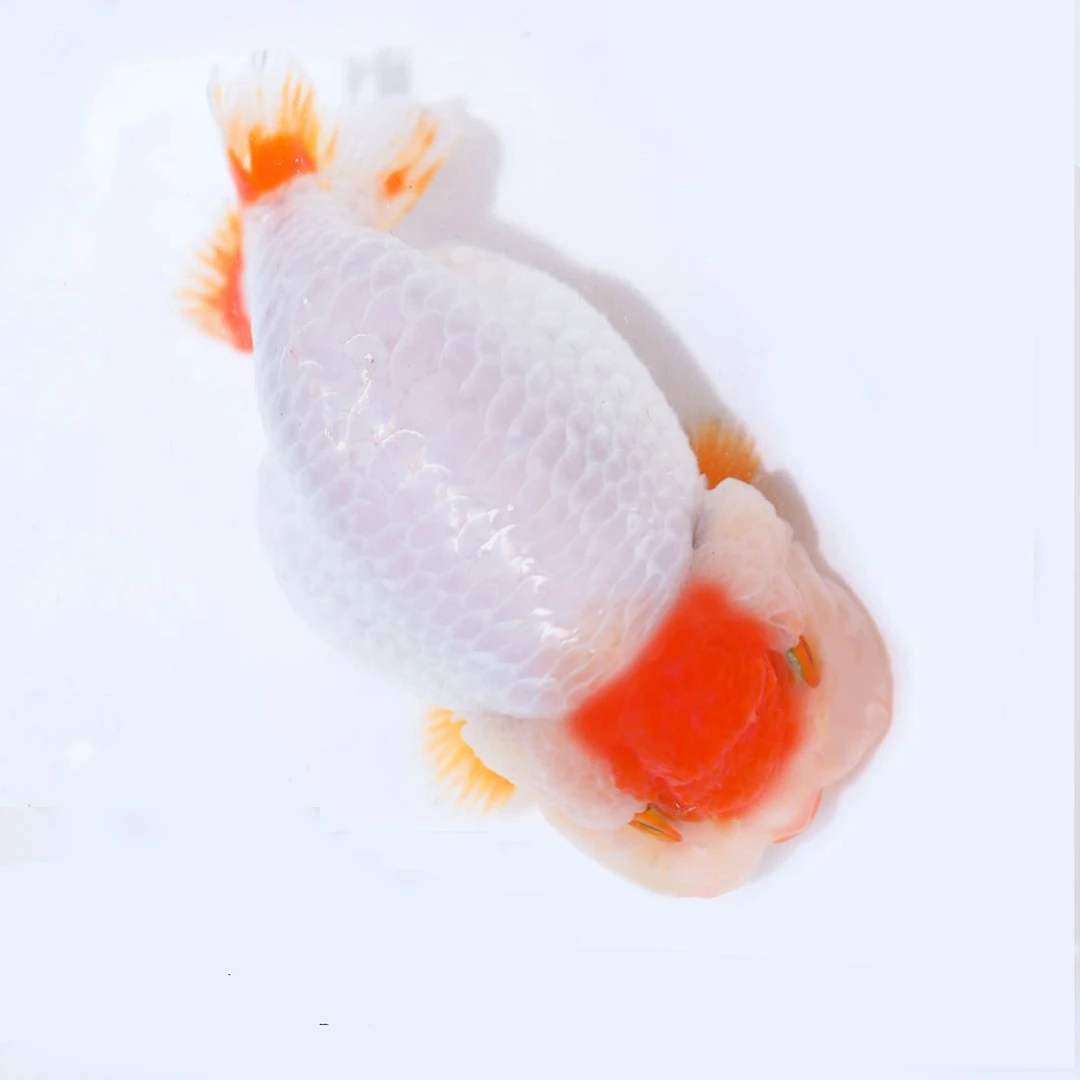 云台兰寿金鱼观赏鱼（马印灯照射，品相以直播为准）