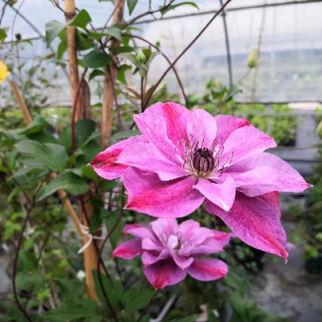 蔚蓝园艺铁线莲二类（亲爱的）带土庭院阳台花卉藤本攀援植物季节