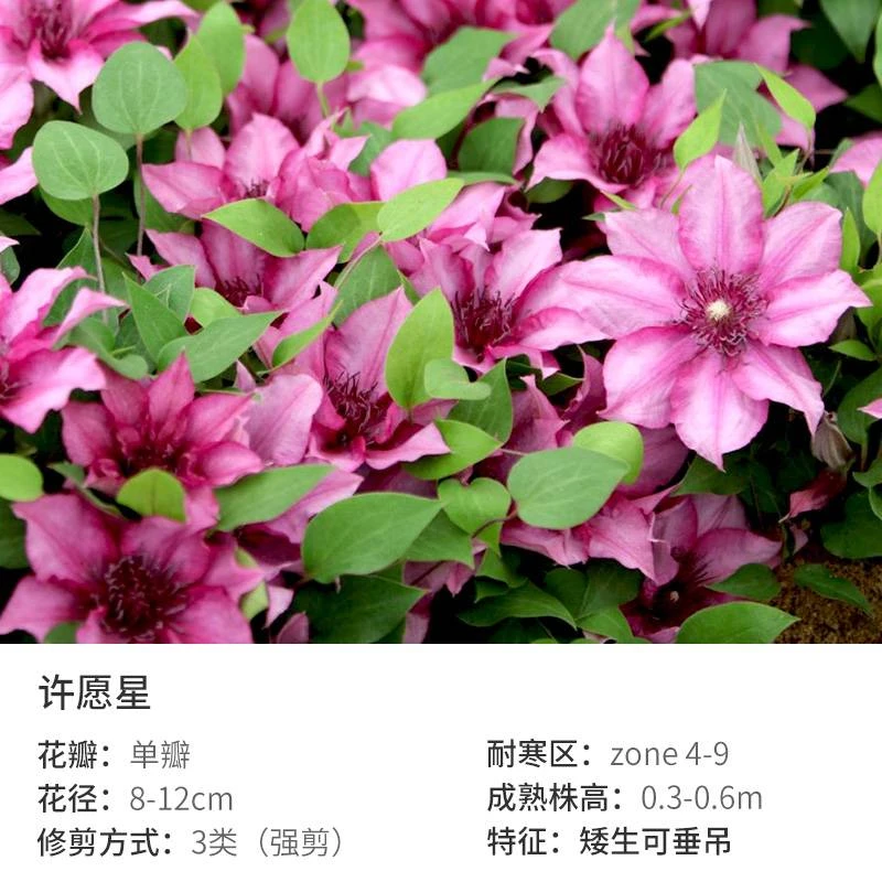 蔚蓝园艺大道矮生铁线莲(许愿星)庭院阳台花卉藤本攀援植物