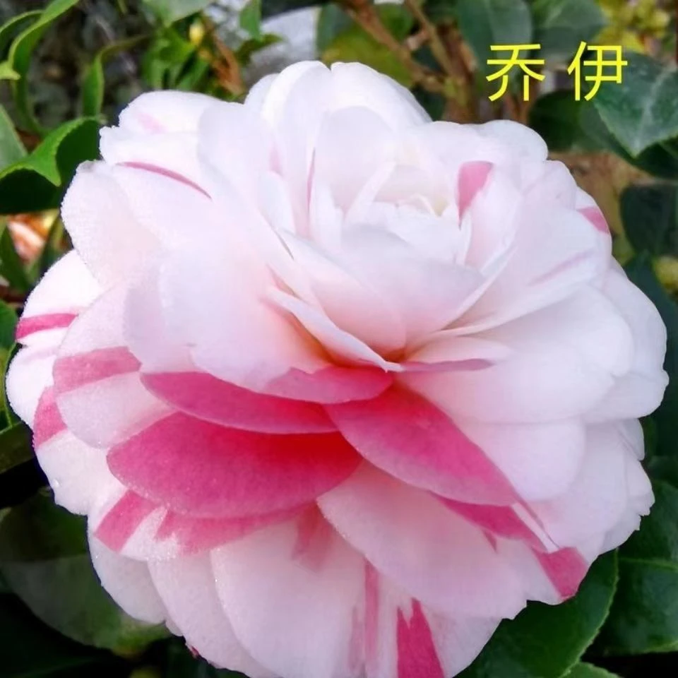 【乔伊】茶花盆栽花卉阳台庭院绿植耐寒耐热好养易活