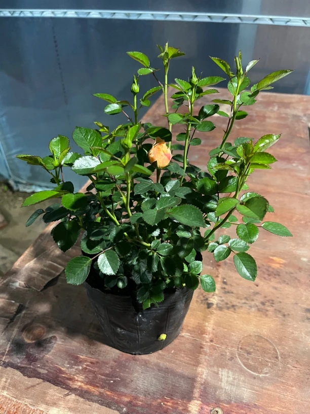 果汁阳台花苗带花苞花卉观花绿植物室内外盆栽浓香大花玫瑰月季苗