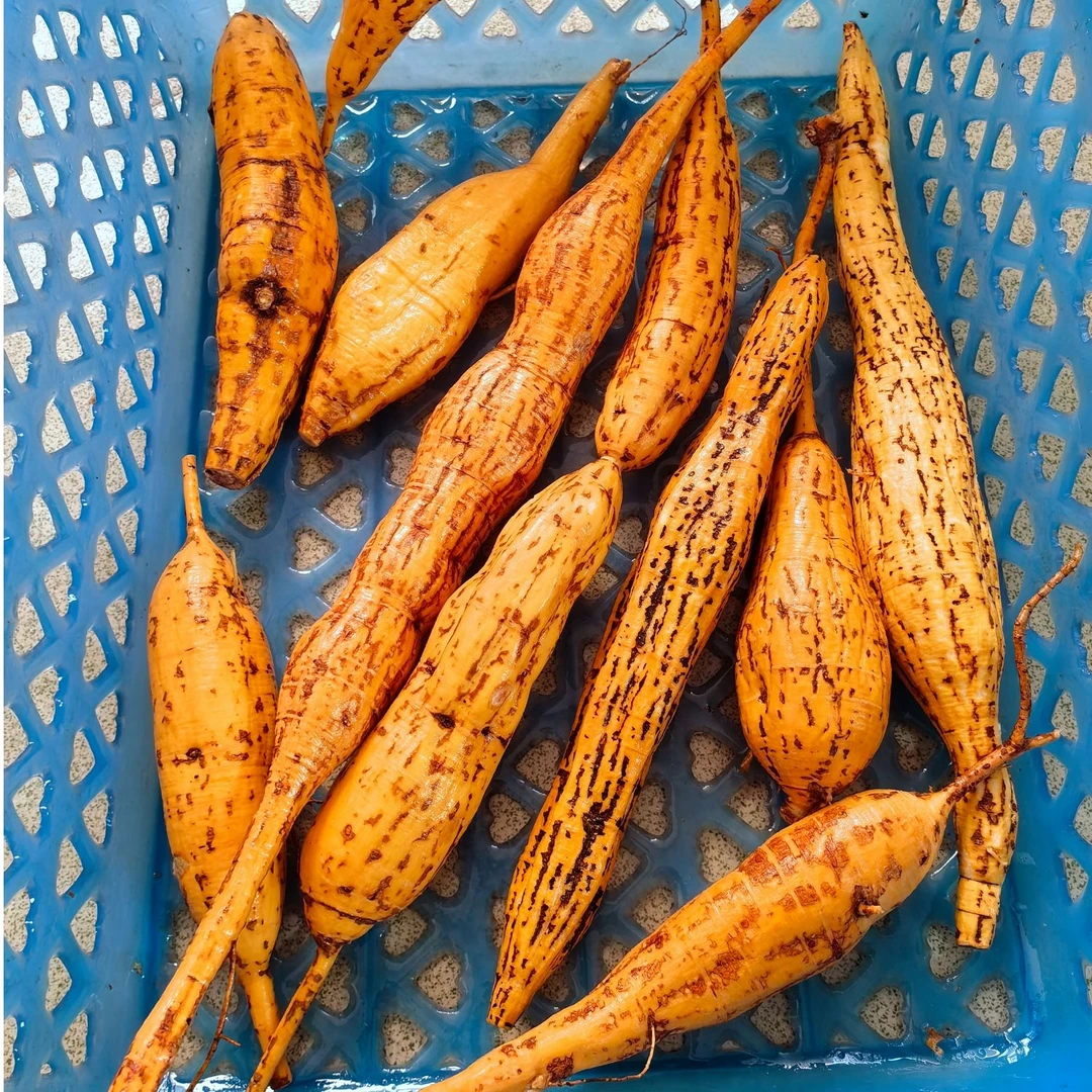 【现称现拍】深山牛大力薯/山莲藕薯/金钟根 大表妹500克农产品