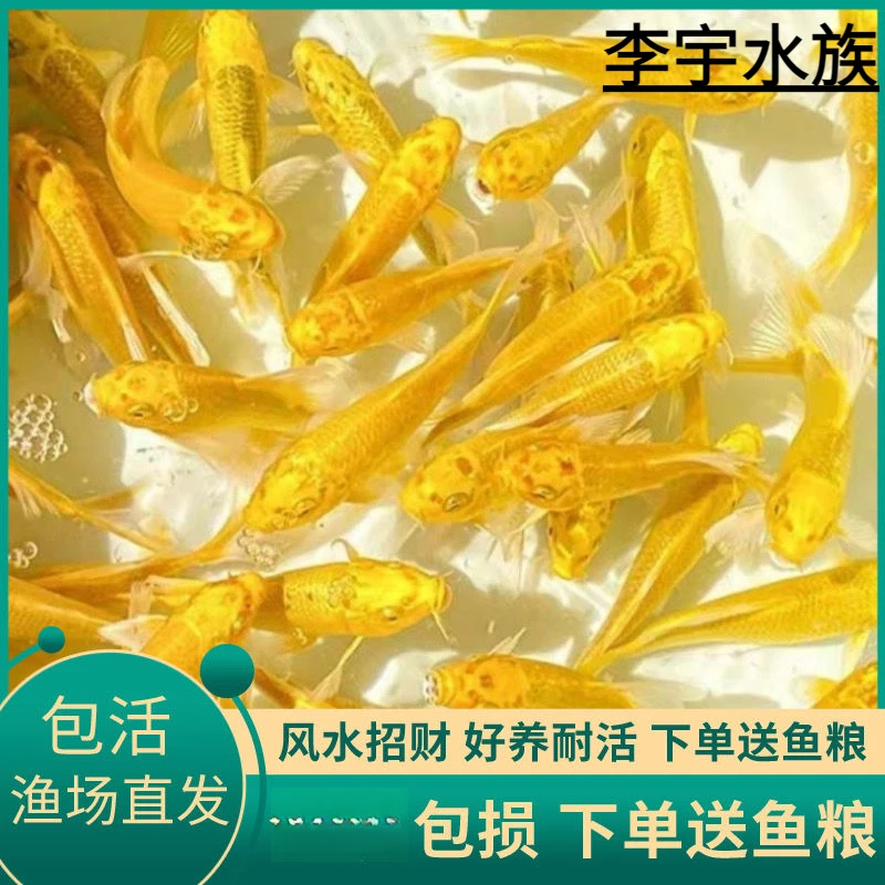 黄金小金鱼锦鲤鱼活体冷水观赏鱼金鱼风水招财鱼易养耐活鱼鱼苗