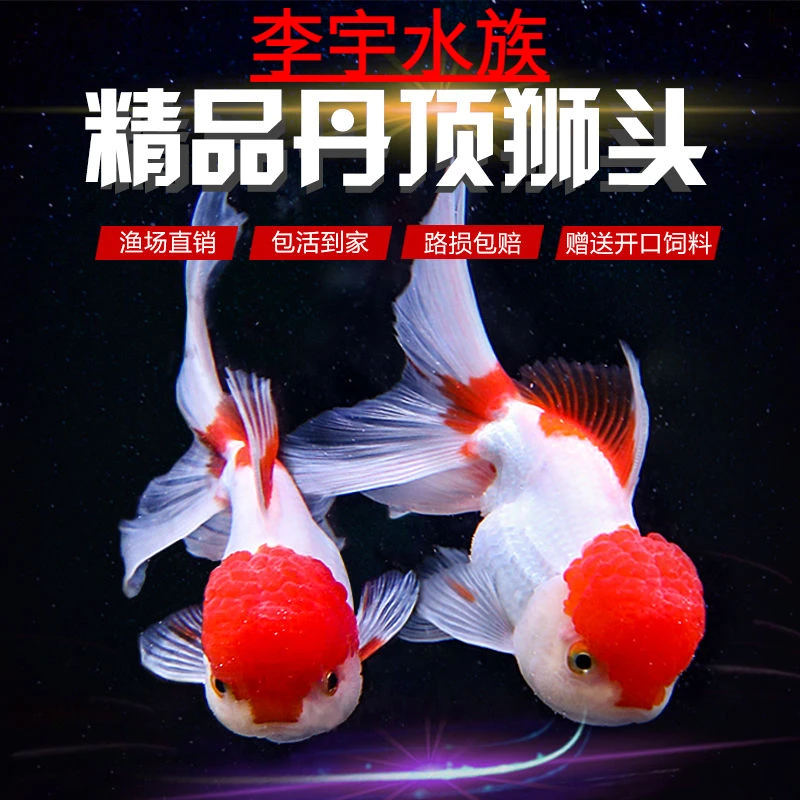 丹顶红狮子头金鱼活体鹤顶红观赏鱼招财鱼珍珠兰寿蝶尾冷水鱼活体